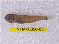 藏品(七星魚)的圖片